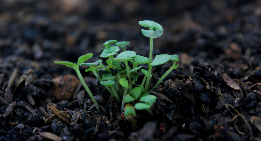 plante qui sort de terre