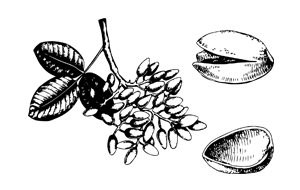 croquis branche et pistaches